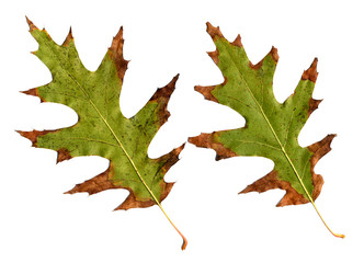 Oak leaves
