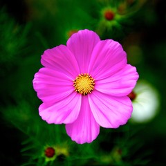 A beautiful pink flower in garden