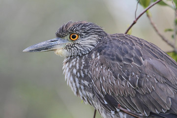 Juvenile Black-crowned Night-Heron