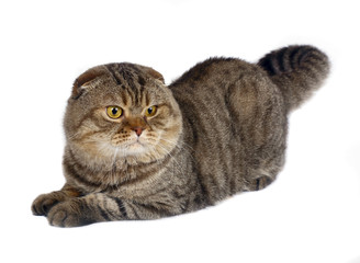 Scottish fold cat.
