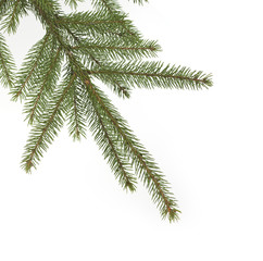 Naklejka premium Tannenzweig