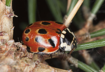 Lady bug (Anatis occelata) sitting on fir branch