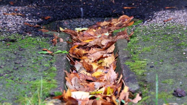 gutter filled with autumn leafs