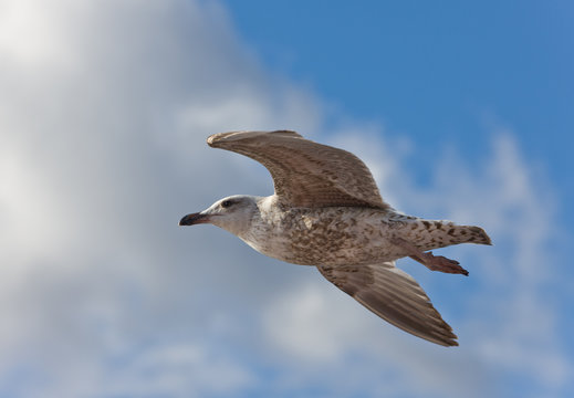 Flight of a seagull