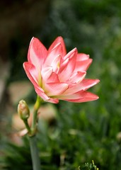 Obraz na płótnie Canvas Beautiful lotus in the garden