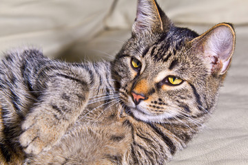 beautiful European cat