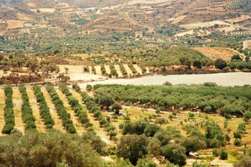 Harvest field