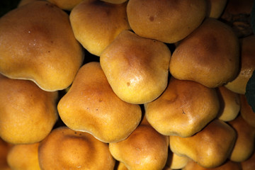 Grünblättrige Schwefelköpfe