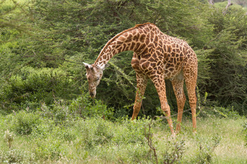 Obraz premium african giraffe