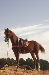 Cavallo Arabo
