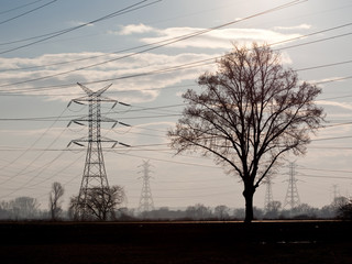 Fototapeta premium Power Line and Tree