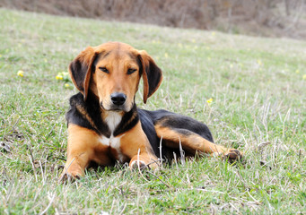 cute dog laying on grass