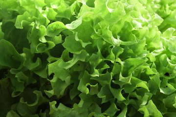 macro shot of green salad