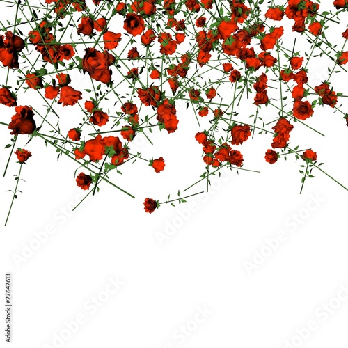 "rosen regnen" Stockfotos und lizenzfreie Bilder auf Fotolia.com - Bild