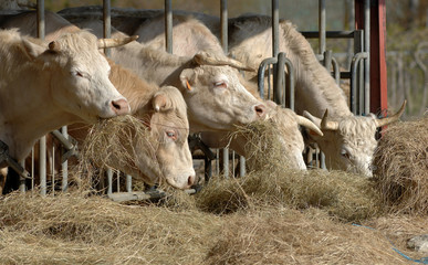 vaches