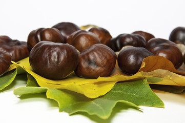 Hojas otoñales