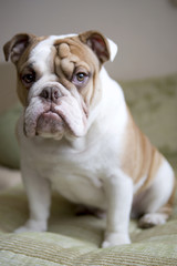 Английский бульдог