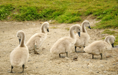 Group of young swan chicks