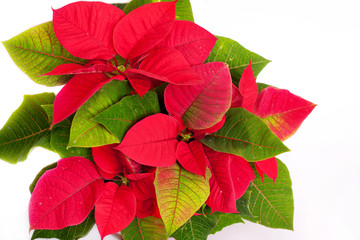 Poinsettia Euphorbia pulcherrima