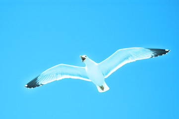 Sea gull in flight on a blue sky