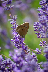 Butterfly on Lavander