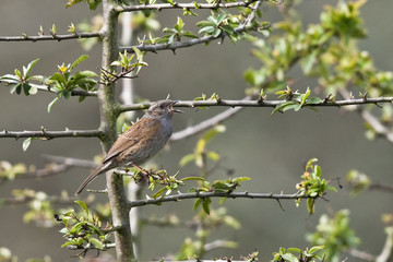 Prunella modularis, accenteur mouchet, dunnock
