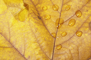 Hojas oto&ntilde;ales