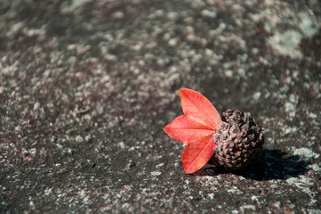 Zapfen mit Blatt