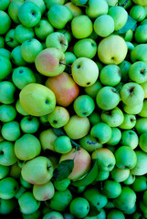 yellow apples