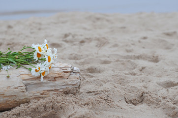 daisies on the beach