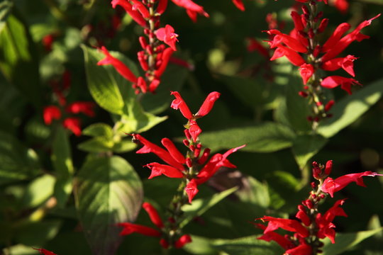 Pineapple Sage