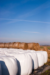 Obraz premium straw