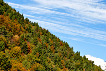trees in autumn