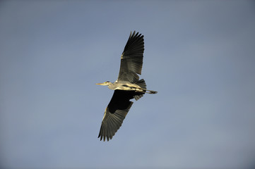 Graureiher Flugbild