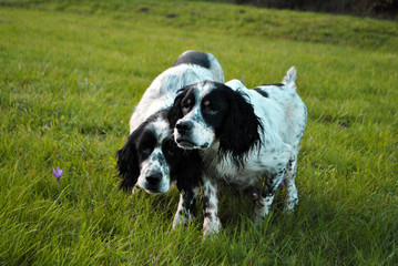 setter dog