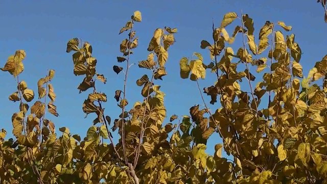 ARBOL CON HOJAS CADUCAS