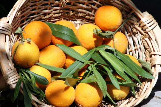 cestino di arance al sole