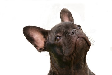 Französische Bulldogge