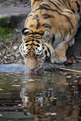 Tiger trinkt