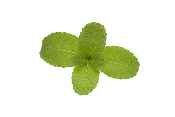 mint © theblasu