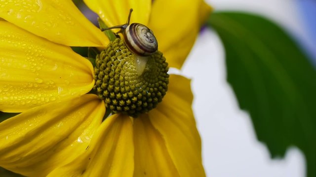 Snail Climbing up Blossom