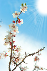 Blossoming branches of a tree with sun beam