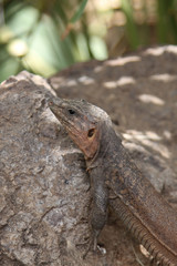 Leguan