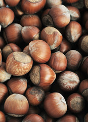 many hazeknuts close up