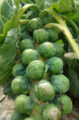 Rosenkohl