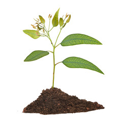 seedling growing from soil