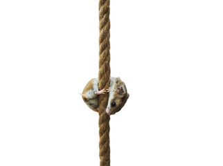 Hamster clinging on a rope