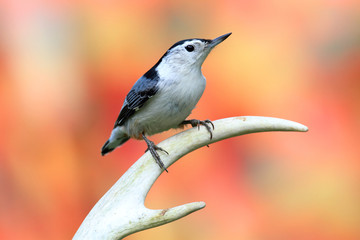 Bird On A Branch