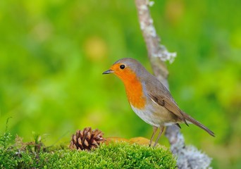 Erithacus rubecula