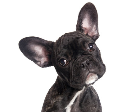 4 214 Best Bouledogue Images Stock Photos Vectors Adobe Stock